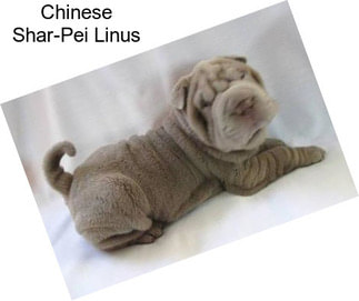 Chinese Shar-Pei Linus