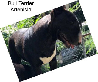 Bull Terrier Artenisia