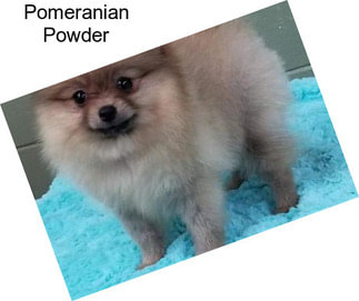 Pomeranian Powder