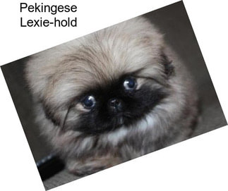 Pekingese Lexie-hold