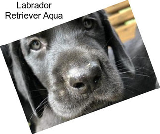 Labrador Retriever Aqua