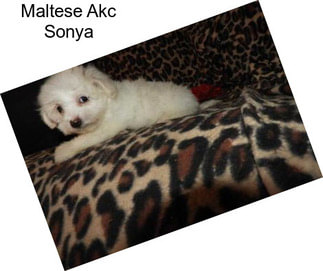 Maltese Akc Sonya