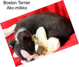 Boston Terrier Akc-mikko