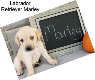 Labrador Retriever Marley