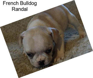 French Bulldog Randal