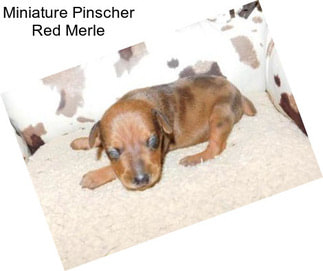 Miniature Pinscher Red Merle