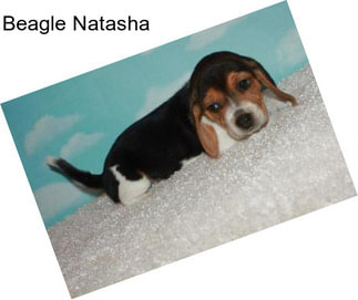 Beagle Natasha