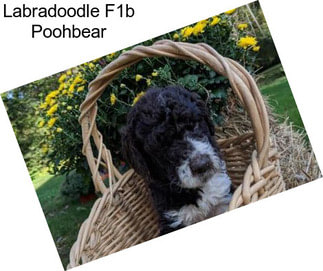 Labradoodle F1b Poohbear