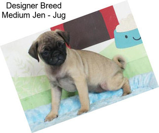 Designer Breed Medium Jen - Jug