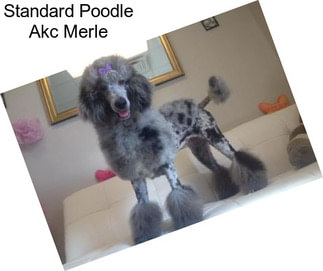 Standard Poodle Akc Merle