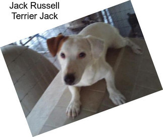 Jack Russell Terrier Jack