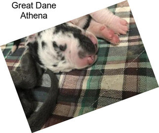 Great Dane Athena