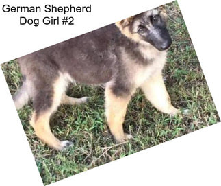 German Shepherd Dog Girl #2