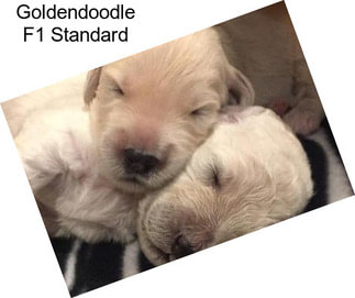 Goldendoodle F1 Standard