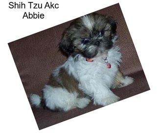 Shih Tzu Akc Abbie