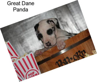 Great Dane Panda