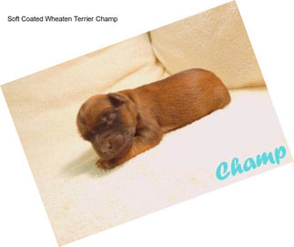 Soft Coated Wheaten Terrier Champ