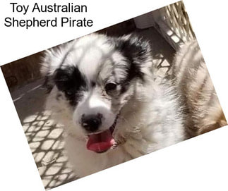 Toy Australian Shepherd Pirate