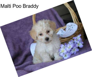 Malti Poo Braddy