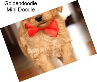 Goldendoodle Mini Doodle