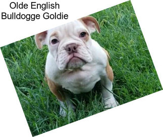 Olde English Bulldogge Goldie
