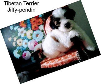 Tibetan Terrier Jiffy-pendin