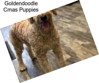 Goldendoodle Cmas Puppies