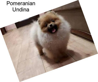 Pomeranian Undina
