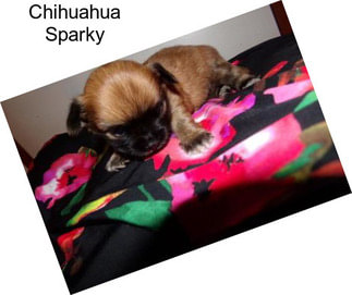 Chihuahua Sparky