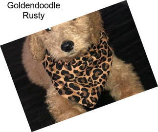 Goldendoodle Rusty