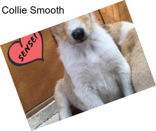 Collie Smooth