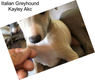 Italian Greyhound Kayley Akc