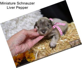 Miniature Schnauzer Liver Pepper