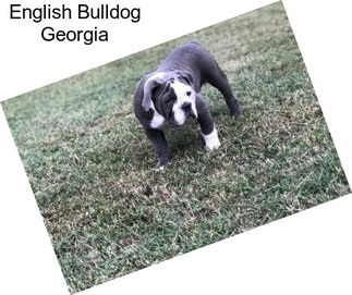 English Bulldog Georgia