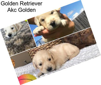 Golden Retriever Akc Golden