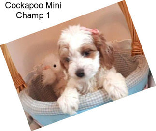 Cockapoo Mini Champ 1