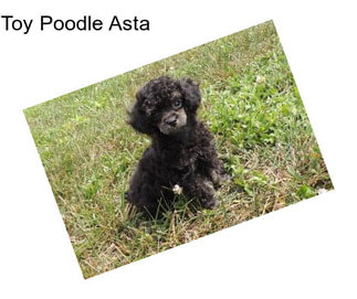 Toy Poodle Asta