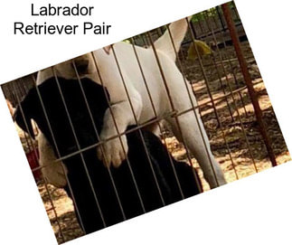 Labrador Retriever Pair