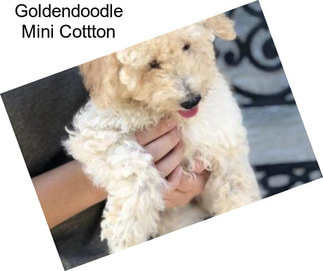 Goldendoodle Mini Cottton