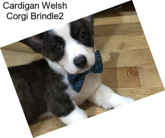 Cardigan Welsh Corgi Brindle2