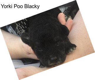 Yorki Poo Blacky