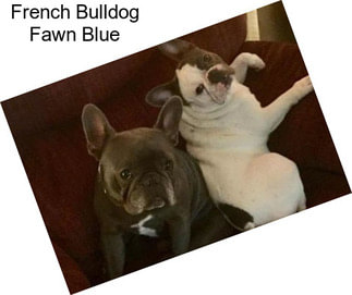 French Bulldog Fawn Blue