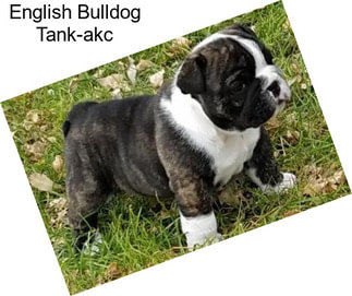 English Bulldog Tank-akc