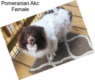 Pomeranian Akc Female