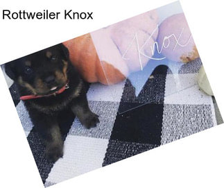 Rottweiler Knox