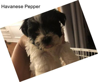 Havanese Pepper
