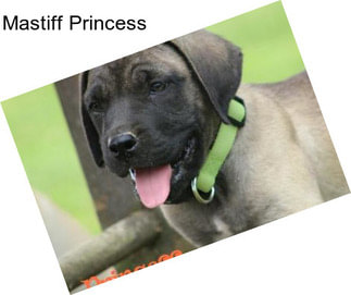 Mastiff Princess