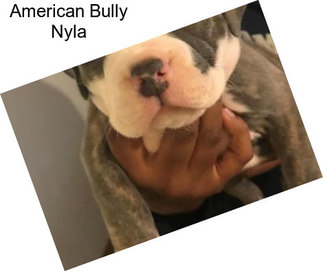 American Bully Nyla