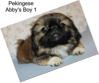 Pekingese Abby\'s Boy 1