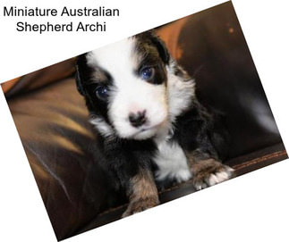 Miniature Australian Shepherd Archi